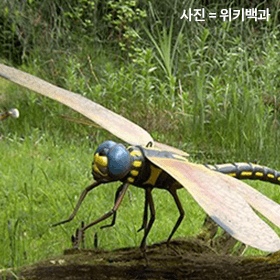 "날개만 75센치..." 한국에 있으면 큰일 나는 초대형 곤충 1위